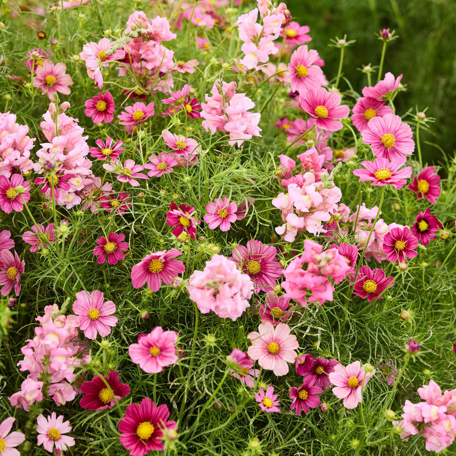 eden brothers snapdragon seeds the rose Cosmos & Snapdragon Bundle