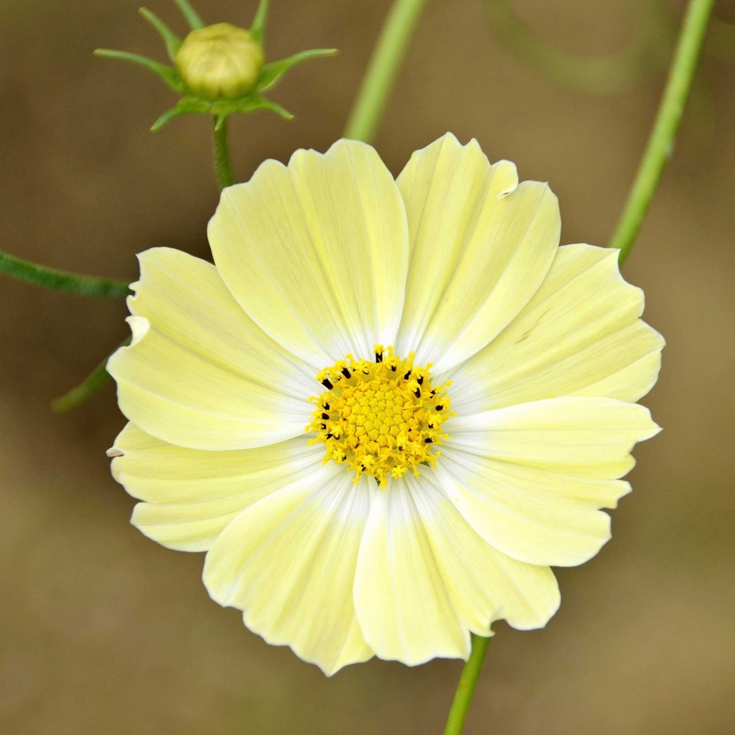 cosmos xanthos