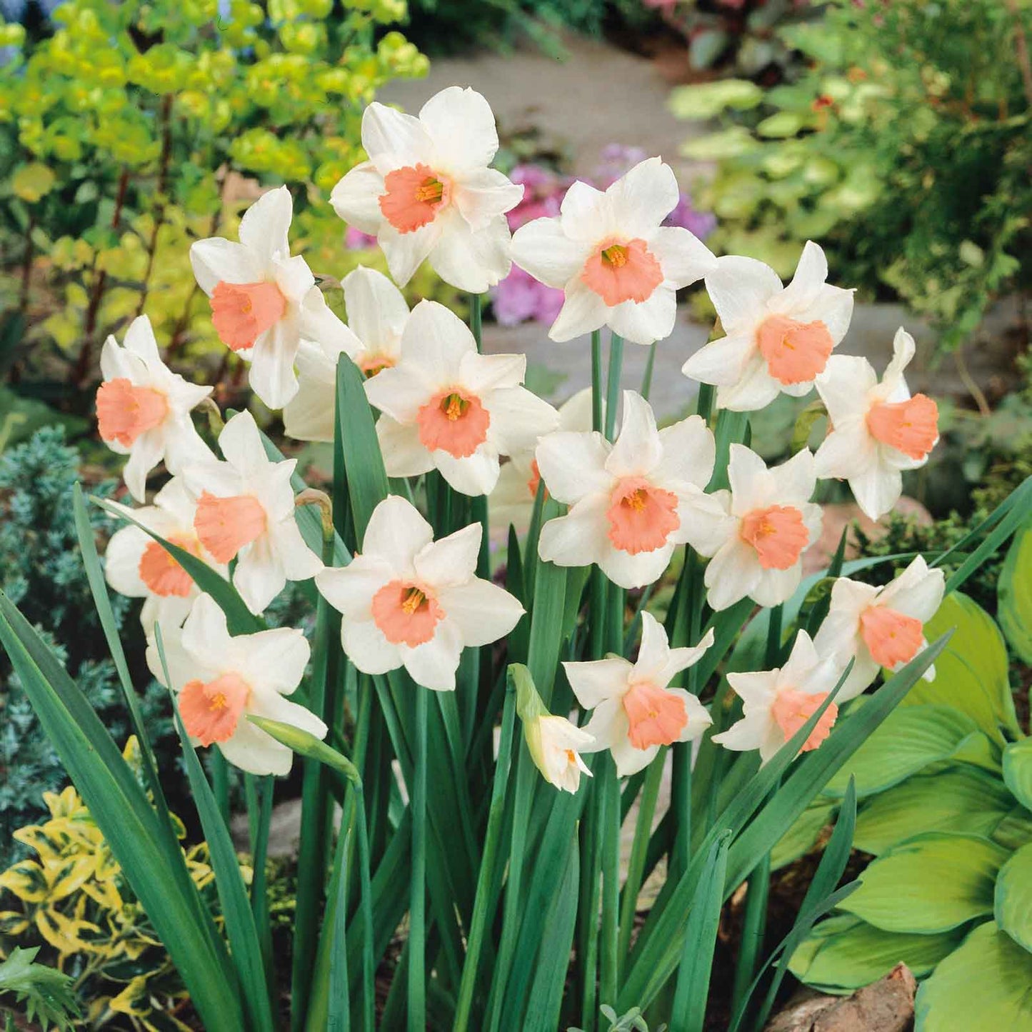 daffodil accent