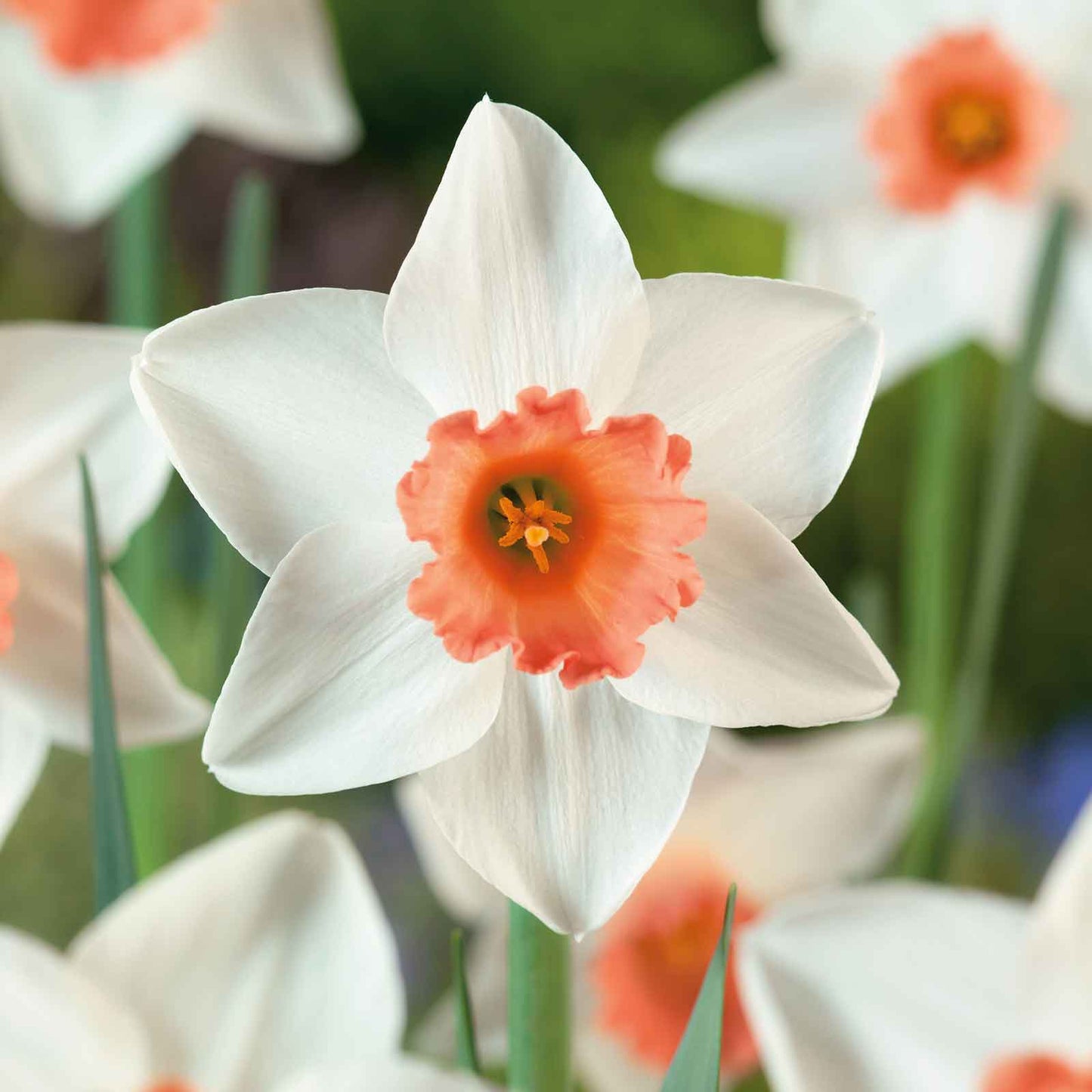 daffodil accent