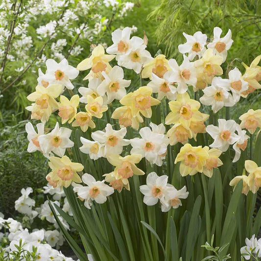 daffodil blushing lady and bell song mix