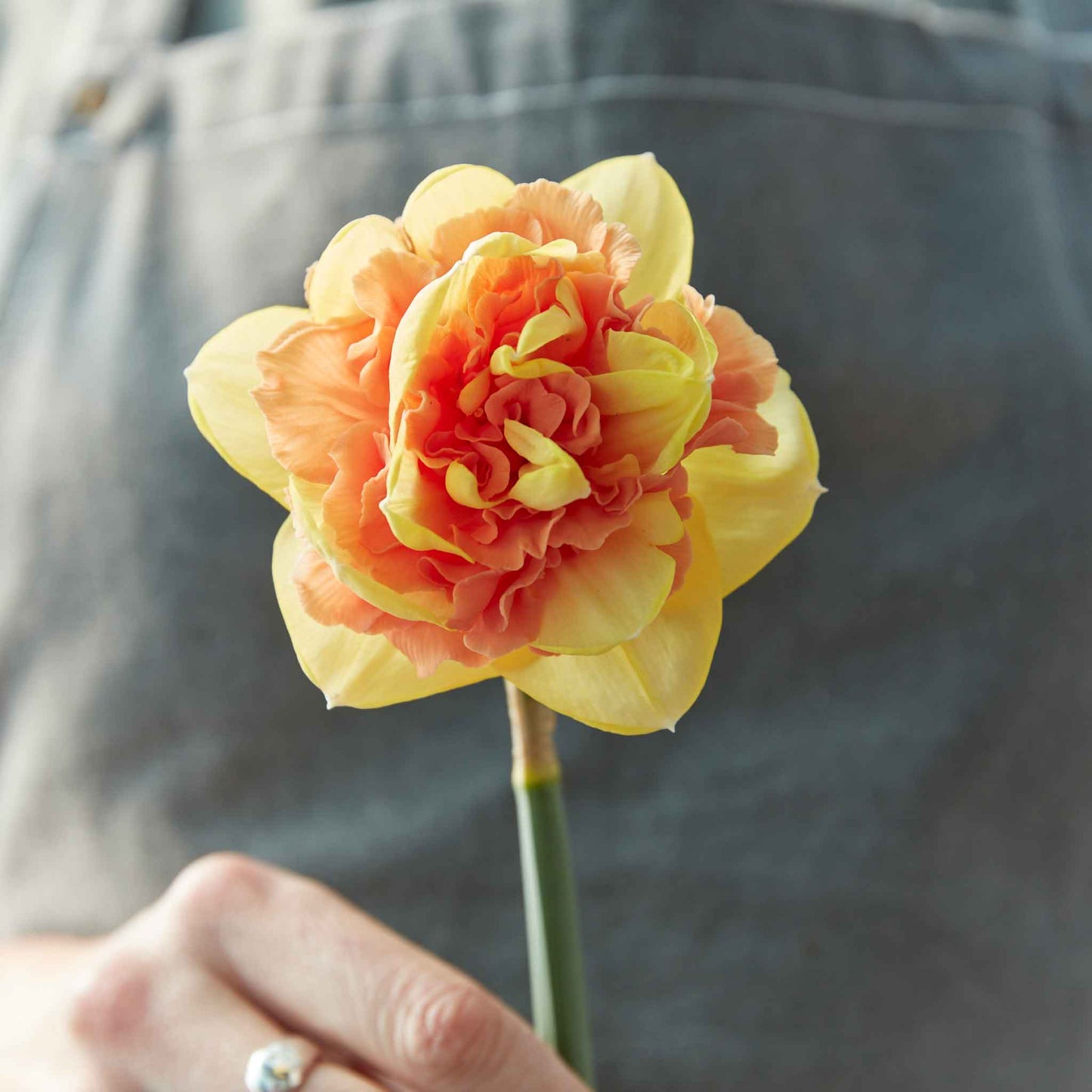 daffodil eggs benedict