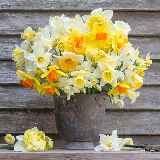 daffodil farmhouse mix