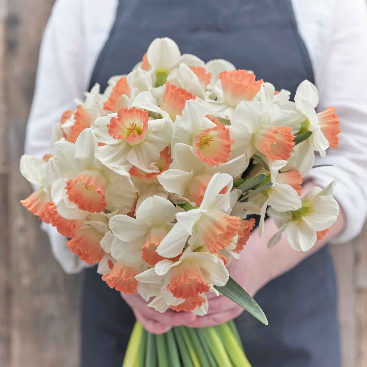 daffodil pink charm