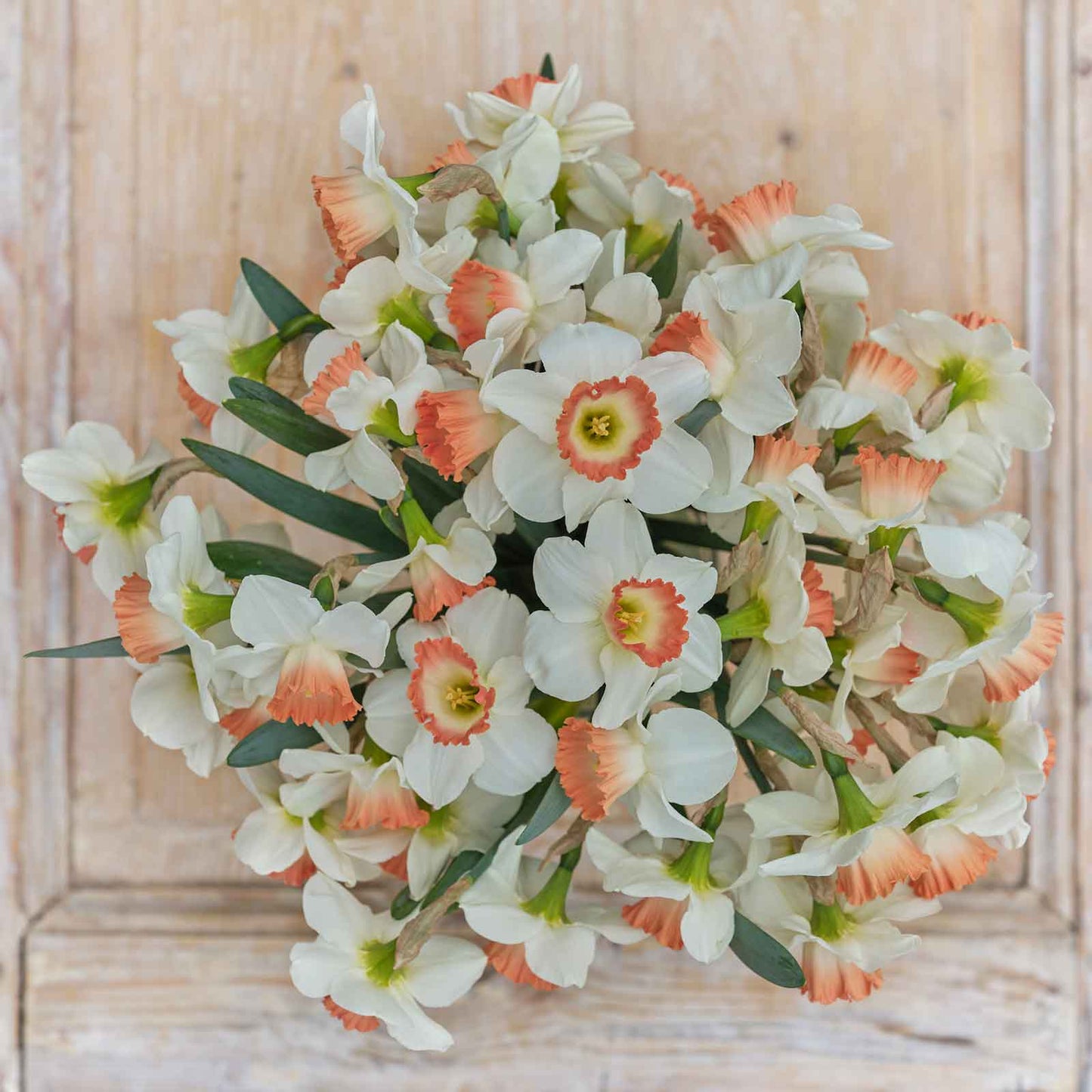 daffodil pink charm