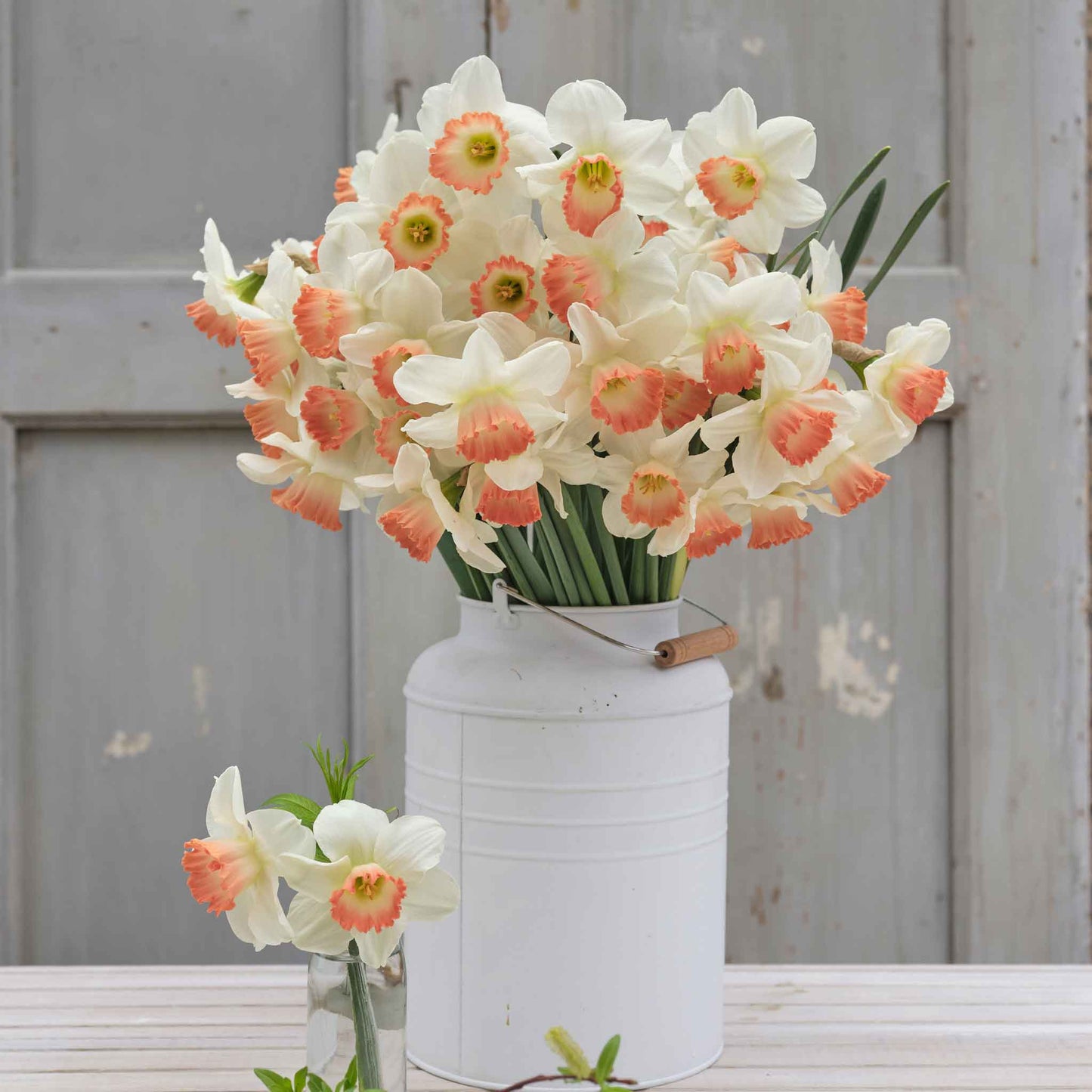 daffodil pink charm