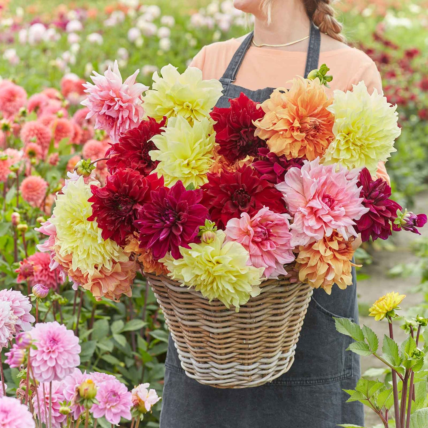 dahlia aa giant bloom mix