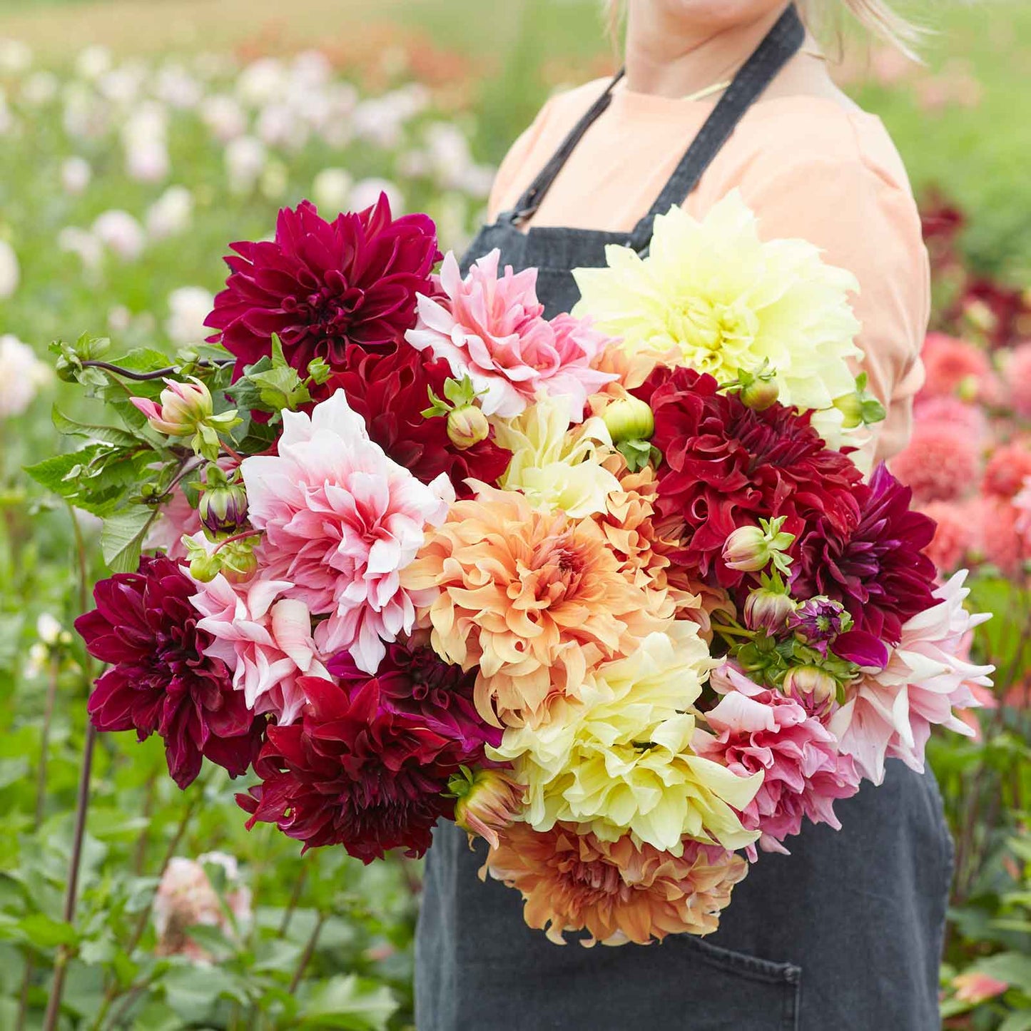 dahlia aa giant bloom mix