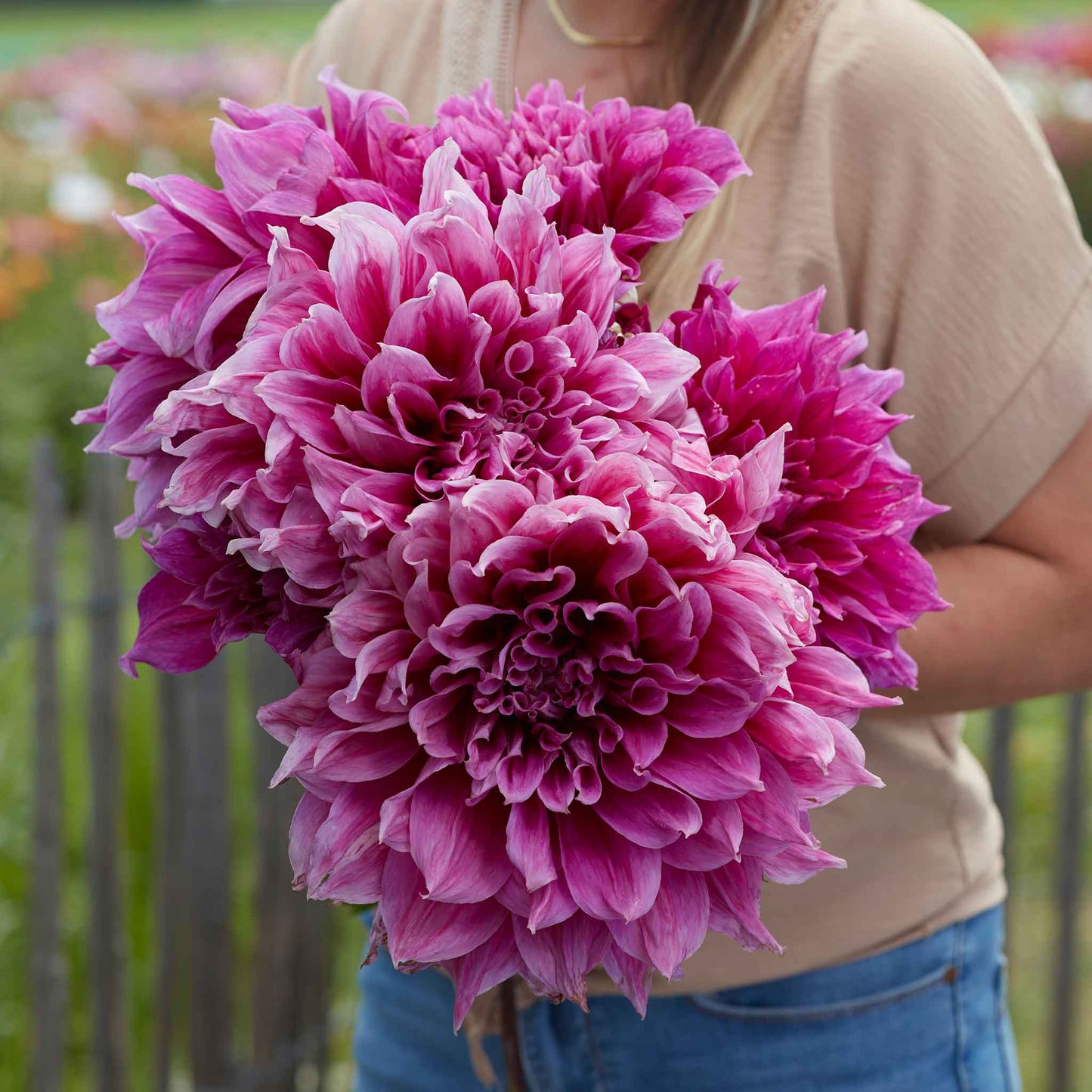 dahlia aa giant bloom mix