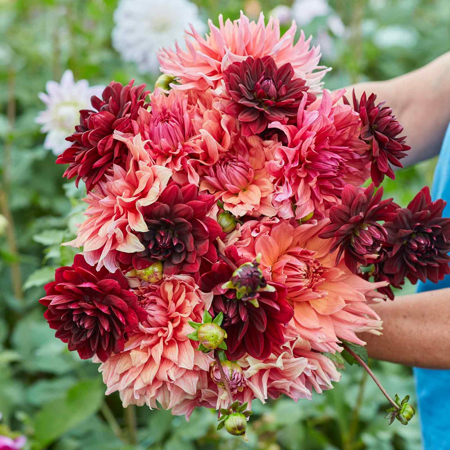 dahlia antique blush mix