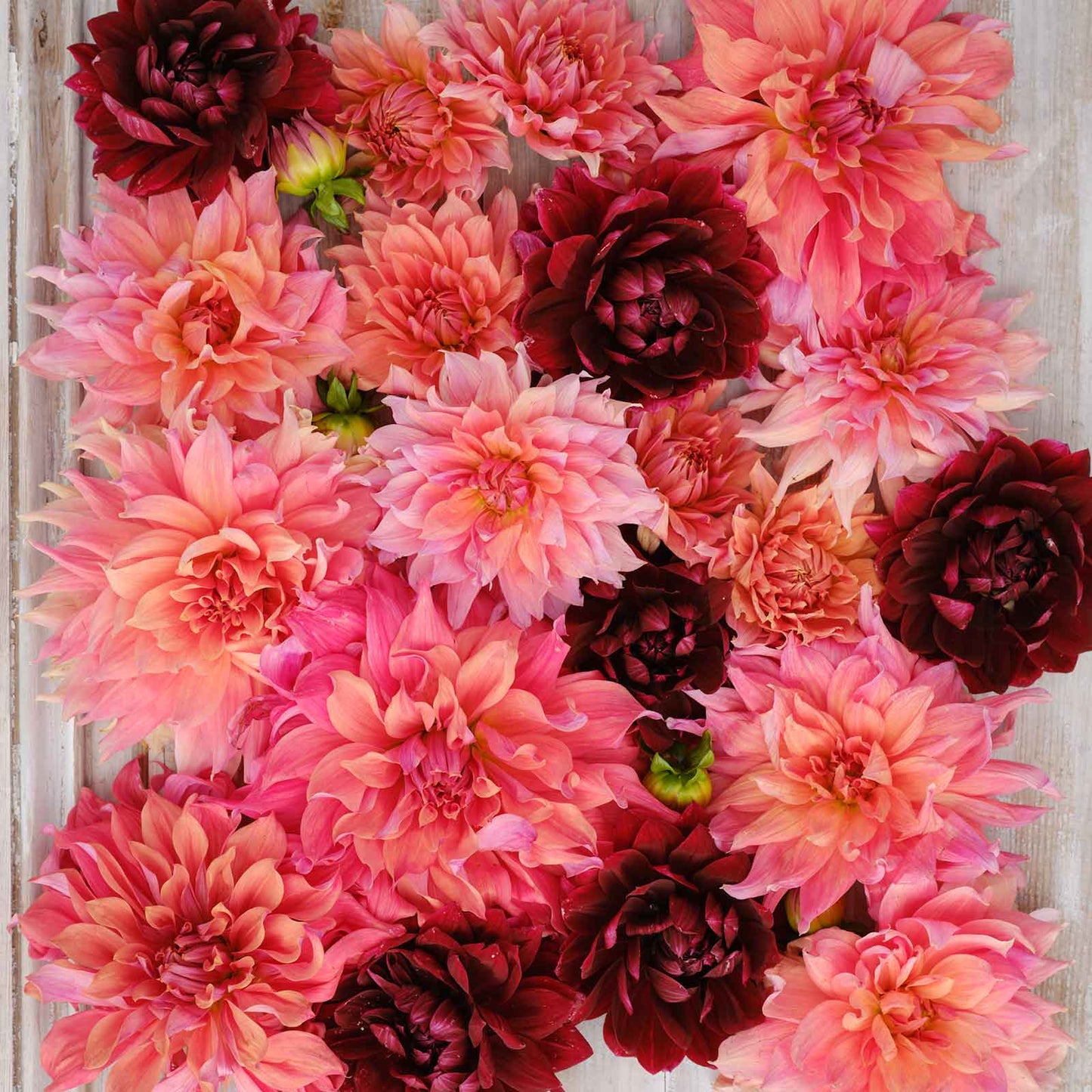 dahlia antique mix