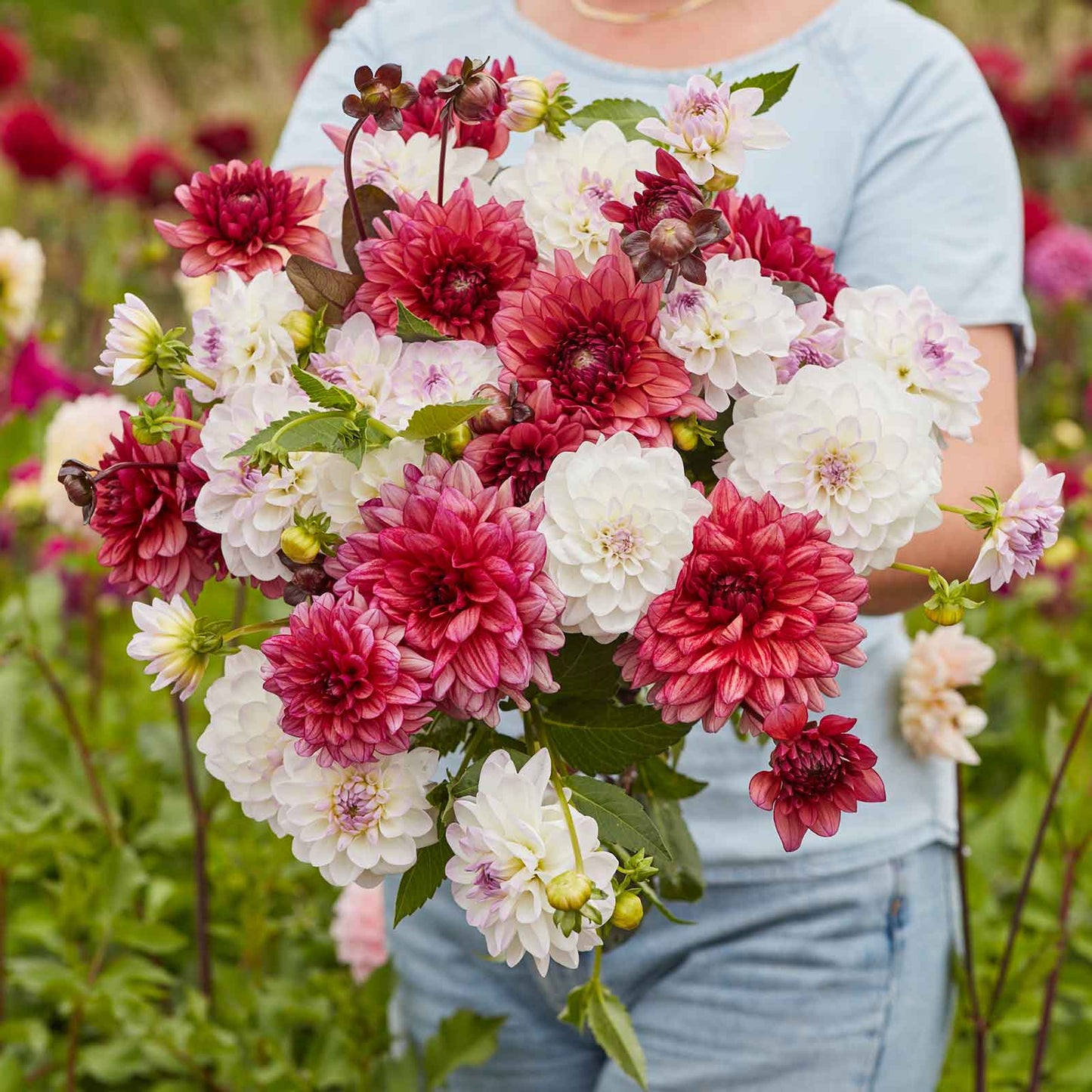 dahlia best in show
