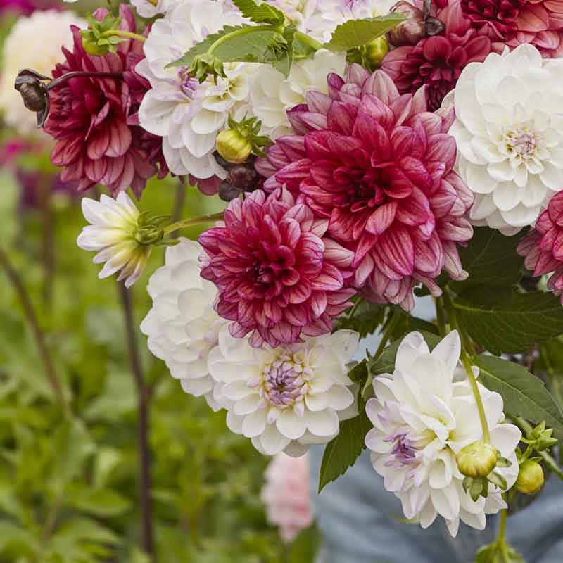 dahlia best in show