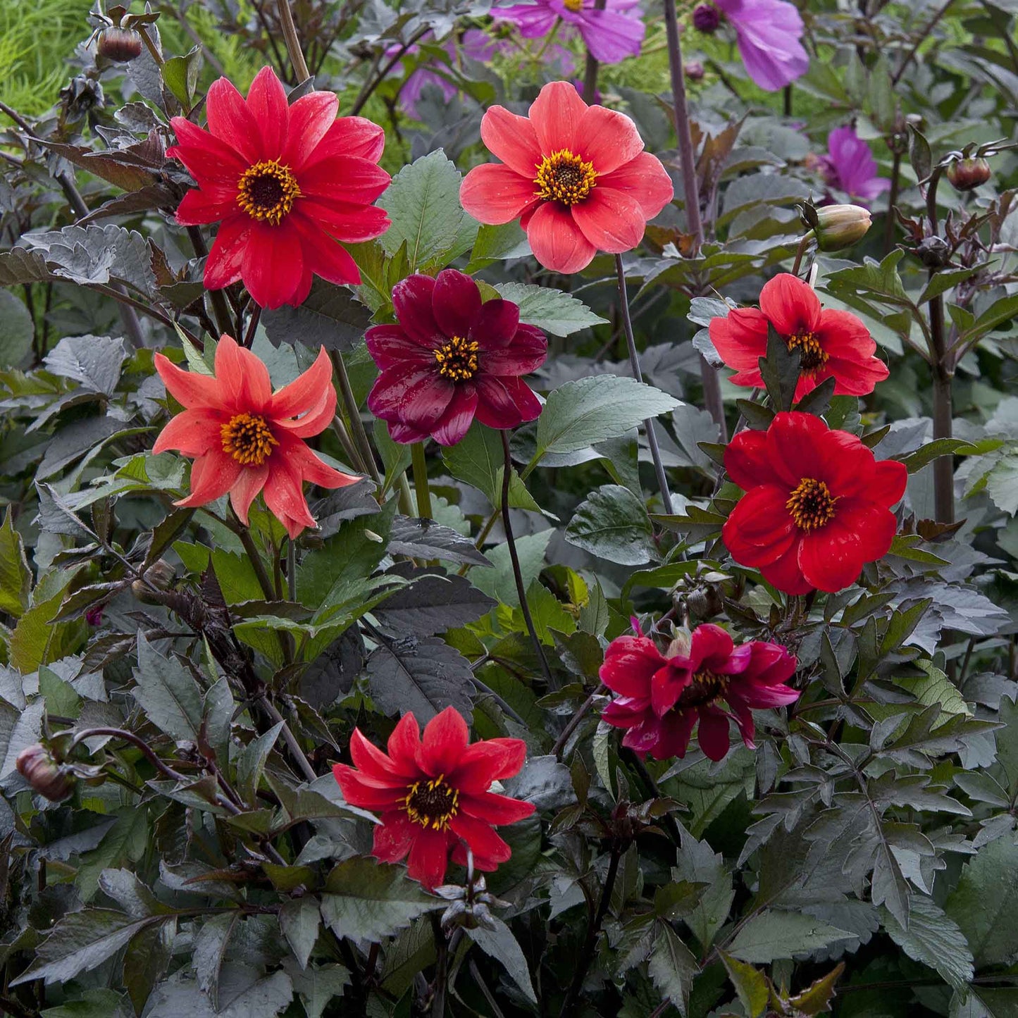 dahlia bishops children