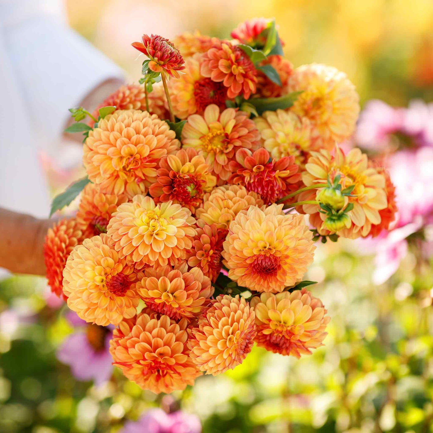 dahlia bonanza