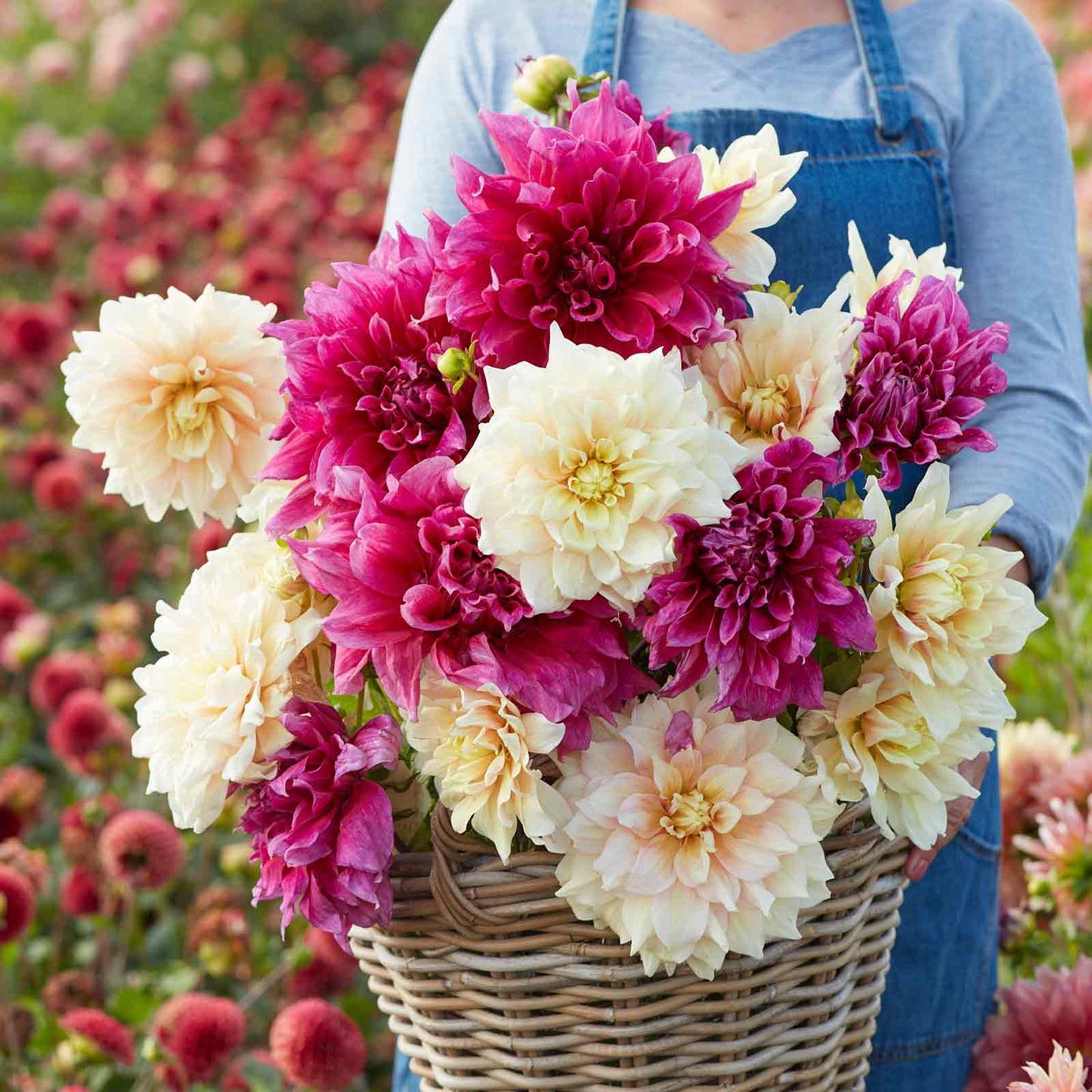 dahlia perfect harmony duo