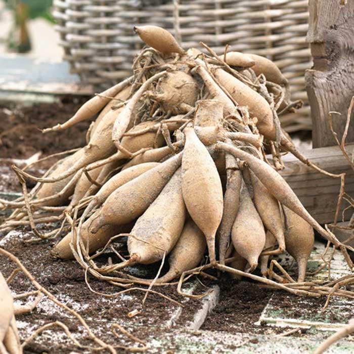 A cluster of dahlia tubers with dirt on the ready for planting.