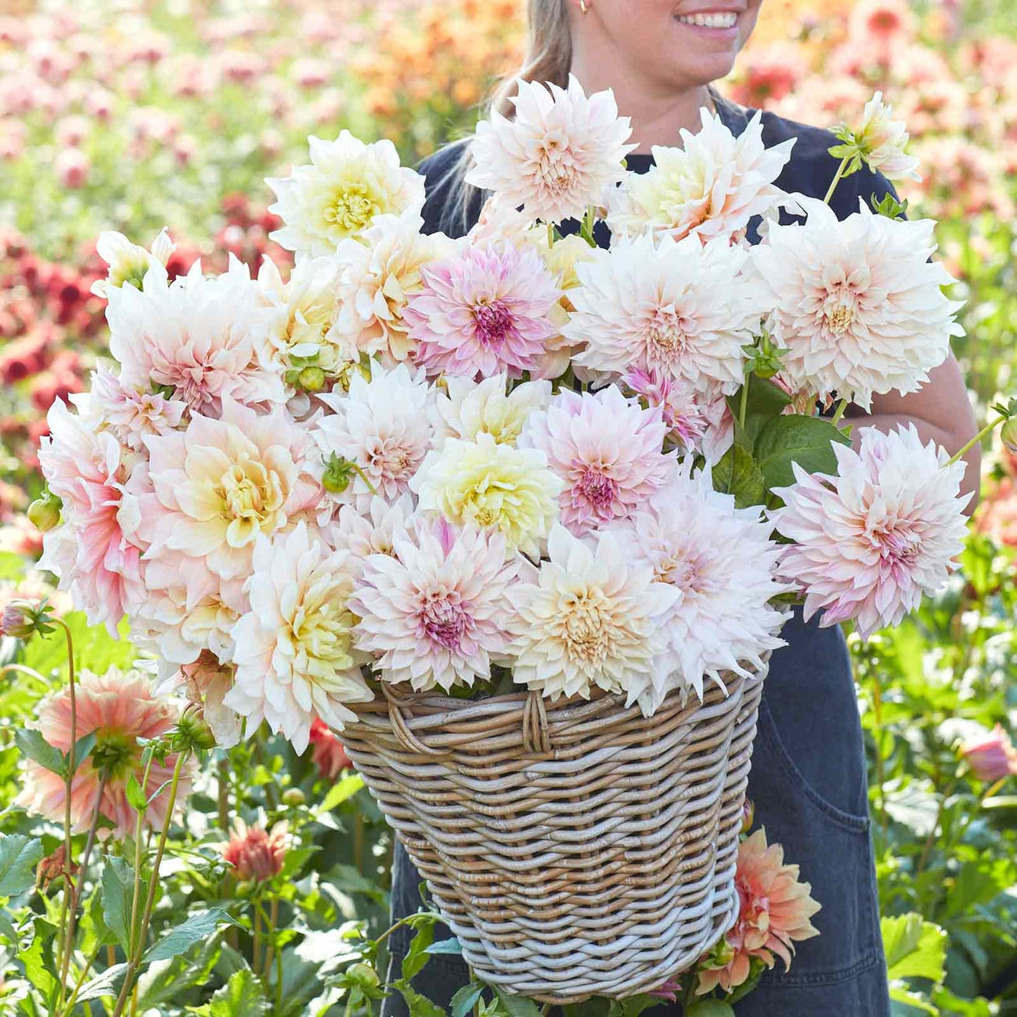 dahlia celestial mix