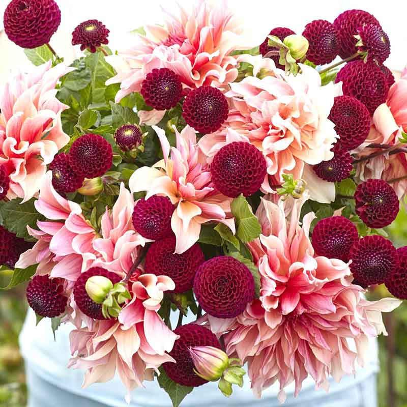 dahlia happy hour duo