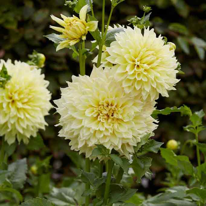 dahlia kelvin floodlight