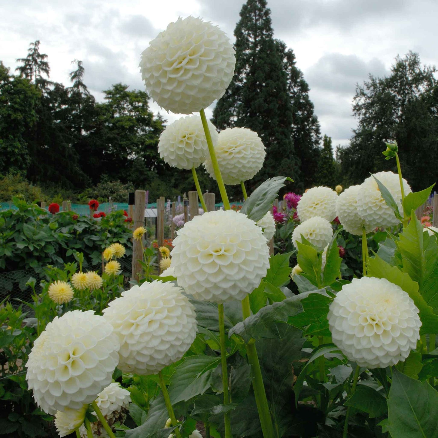 dahlia ryecroft jan