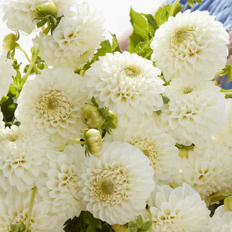 dahlia ryecroft jan