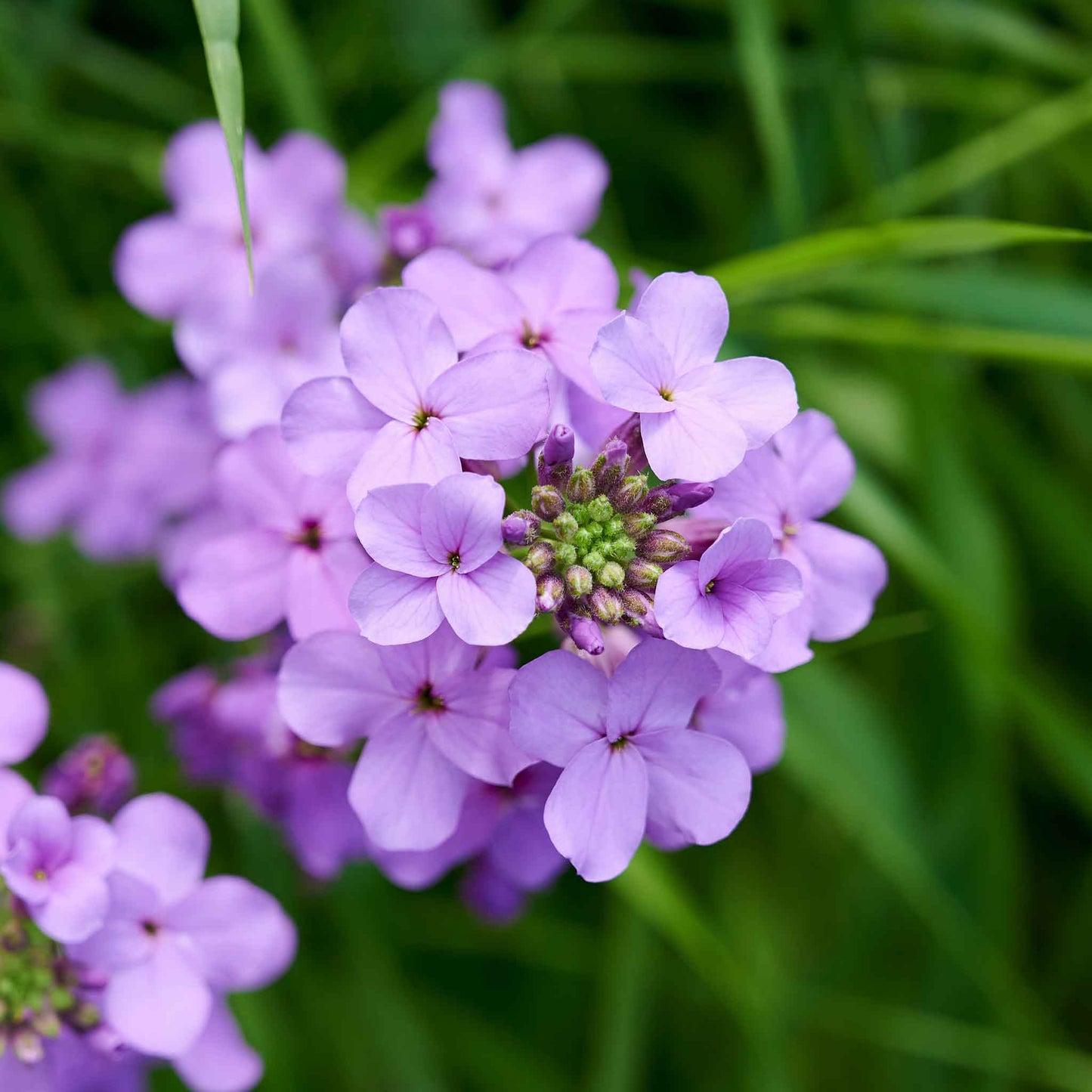 dames rocket violet