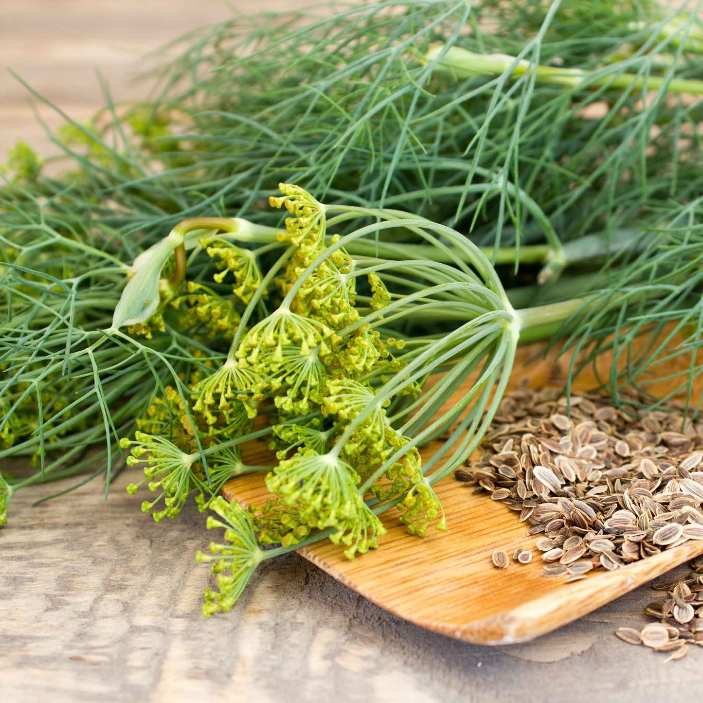 A vibrant green dill dukat plant with delicate, feathery leaves and small, yellow flower buds.