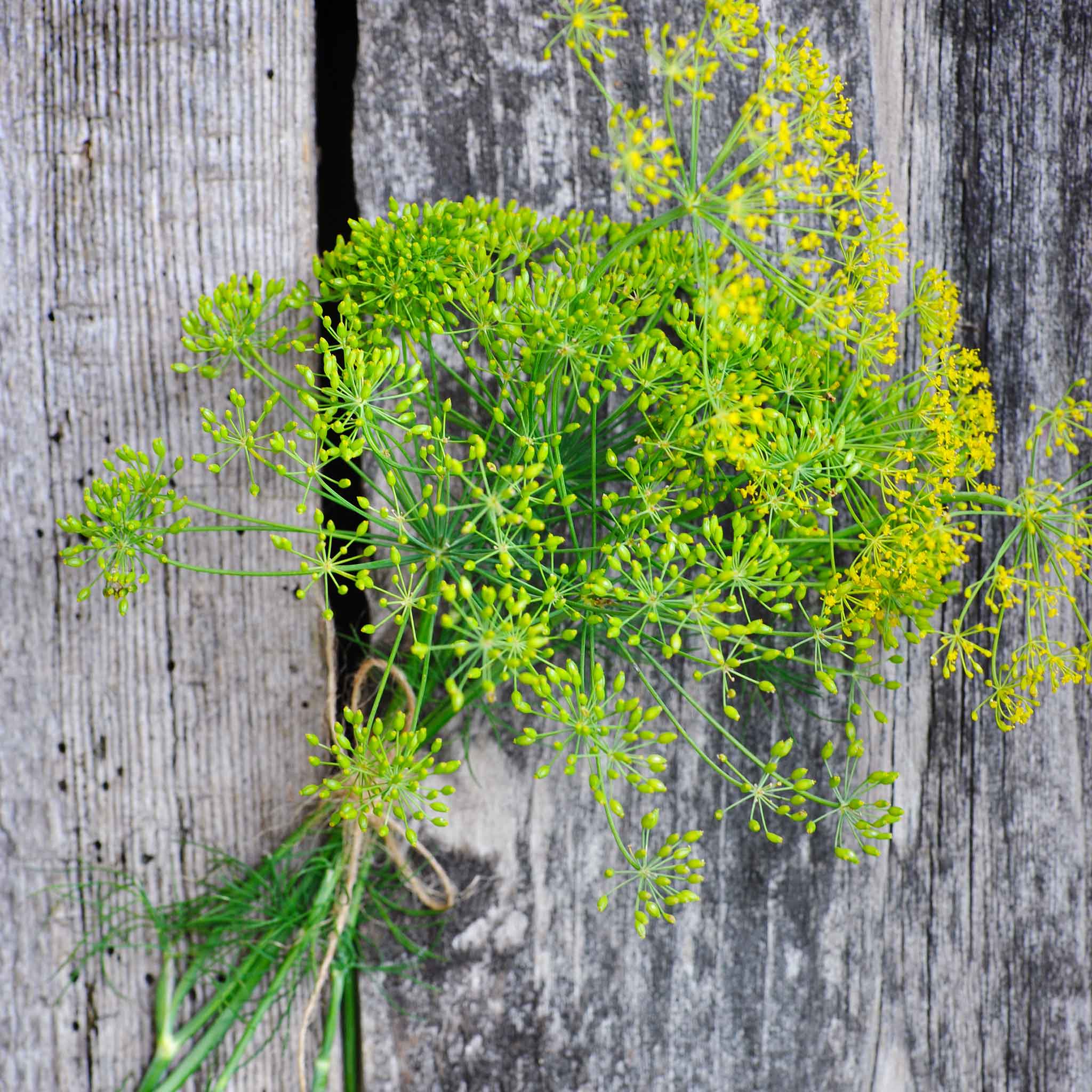 Close-up shot of long island mammoth dill stems with feathery leaves and small yellow flower heads.