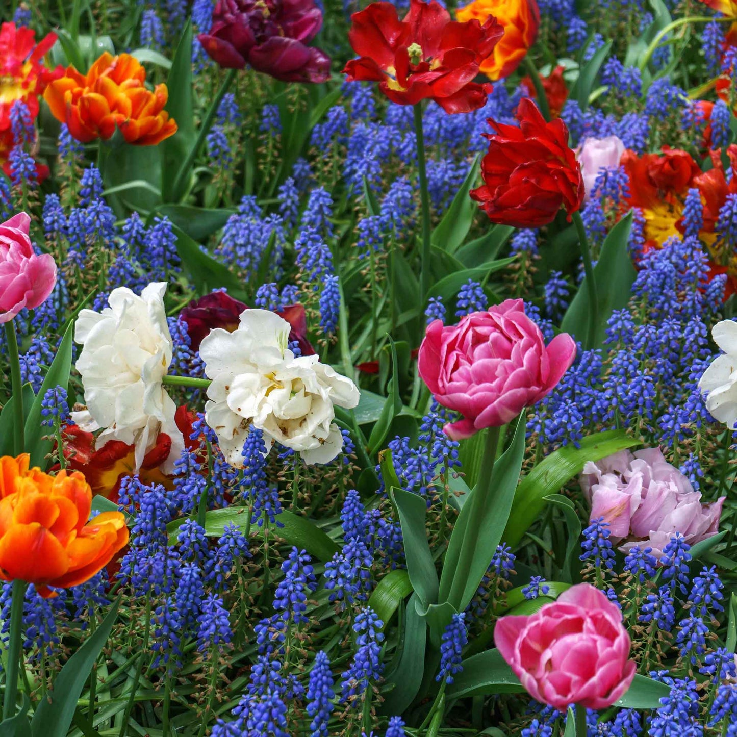 tulip muscari mix