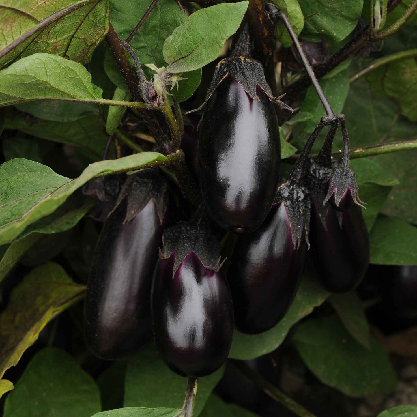 eggplant patio baby