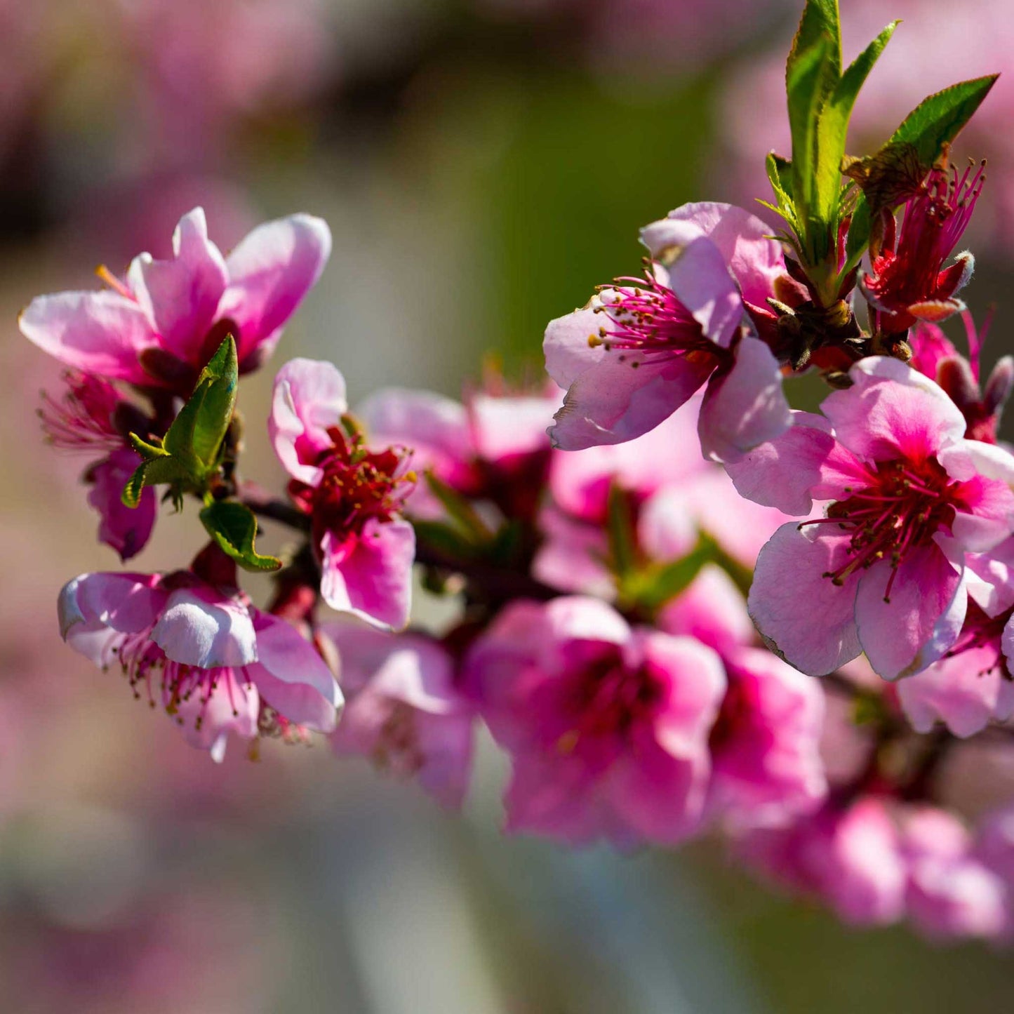 Elberta Peach Tree