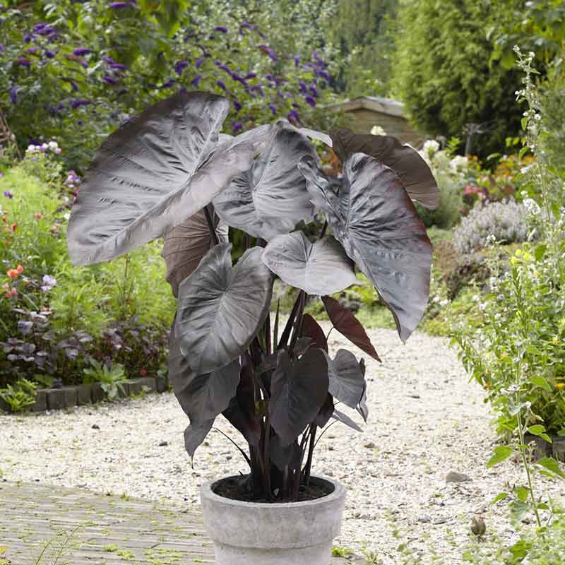 jumbo elephant ear plants Elephant Ear Bulbs - Jumbo Diamond Head | Spring Flower Bulbs