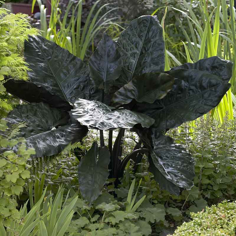 elephant ear rudbeckia plant Elephant Ear Bulbs - Plumbea Nigra | Spring Flower Bulbs