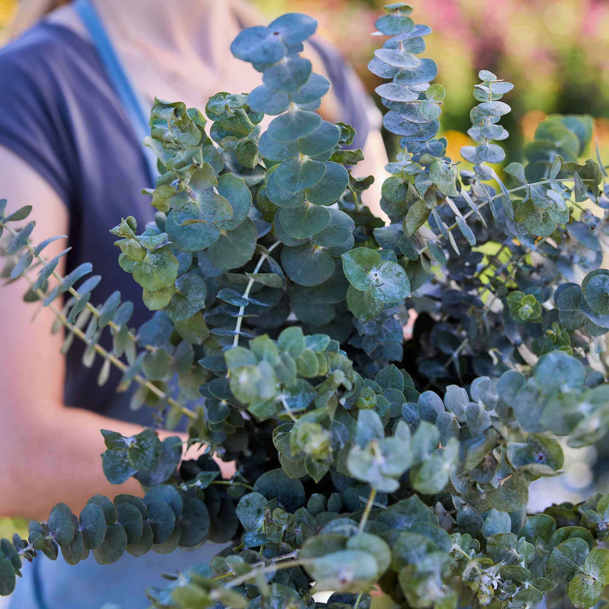 Person holding a large bundle of eucalyptus baby blue bonnet leaves with a blurred garden background