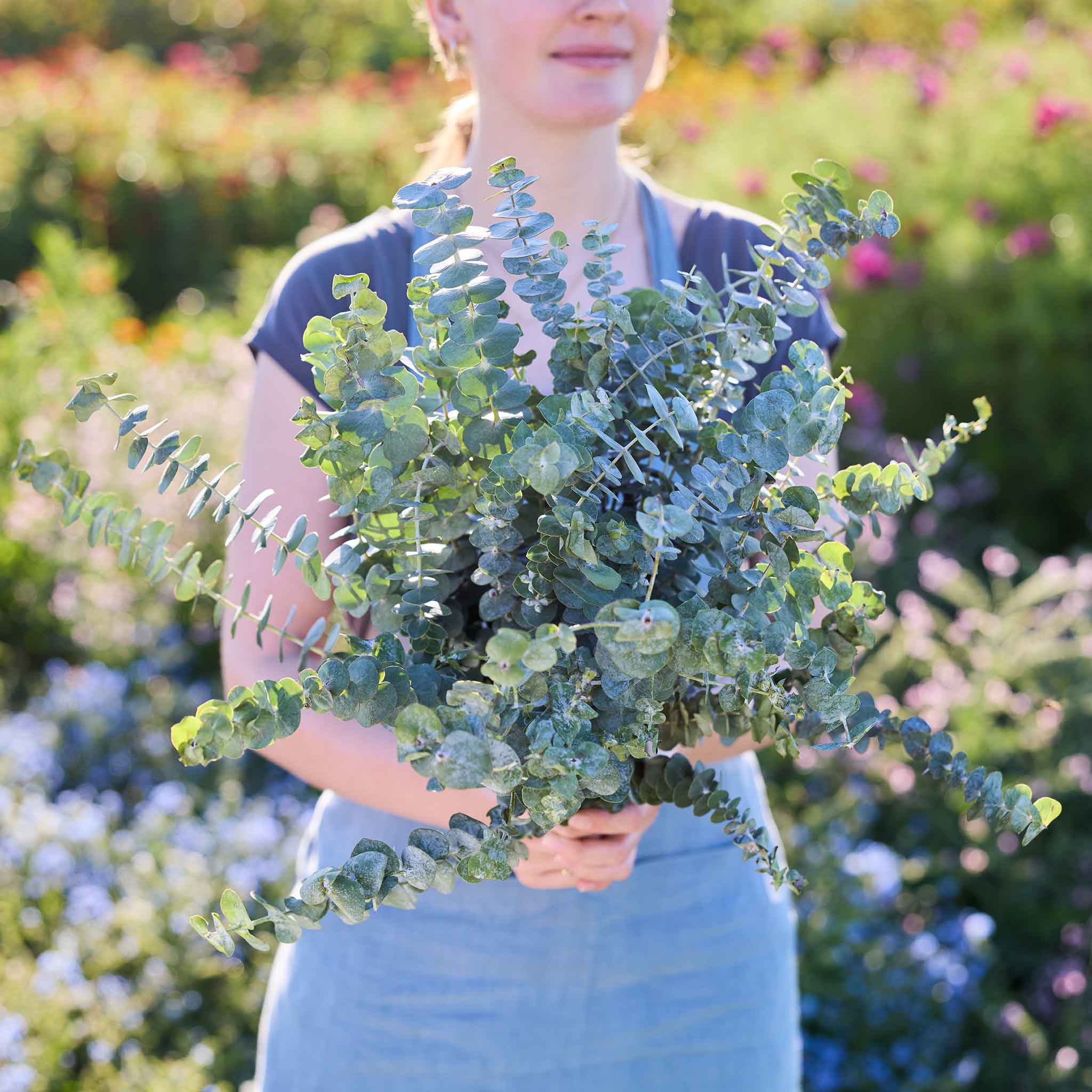Person holding a large bundle of eucalyptus baby blue bonnet leaves with a blurred garden background