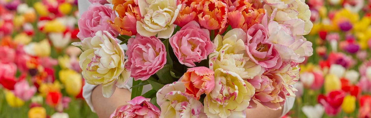 bouquet of double tulip flowers in front of a field of tulips