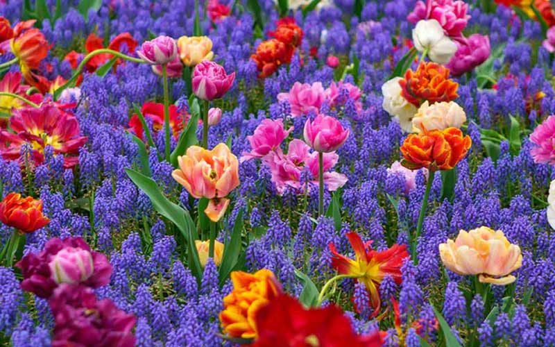 Colorful field of tulips and grape hyacinths in a garden setting