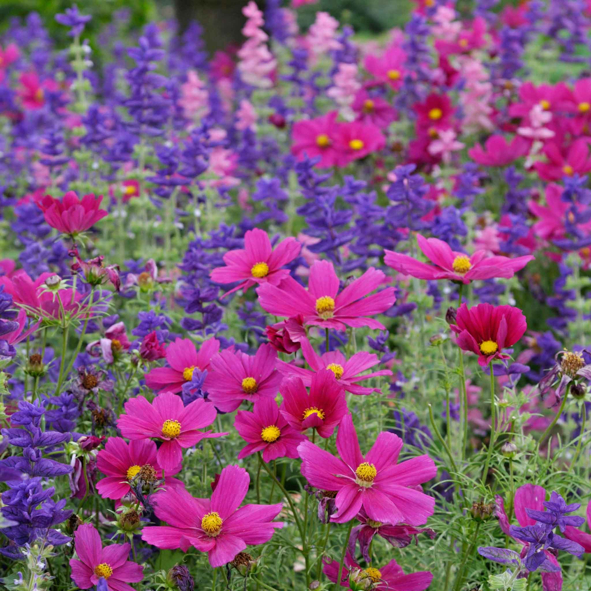 Farmhouse Garden Flower Mix field of pink and purple flowers with green leaves