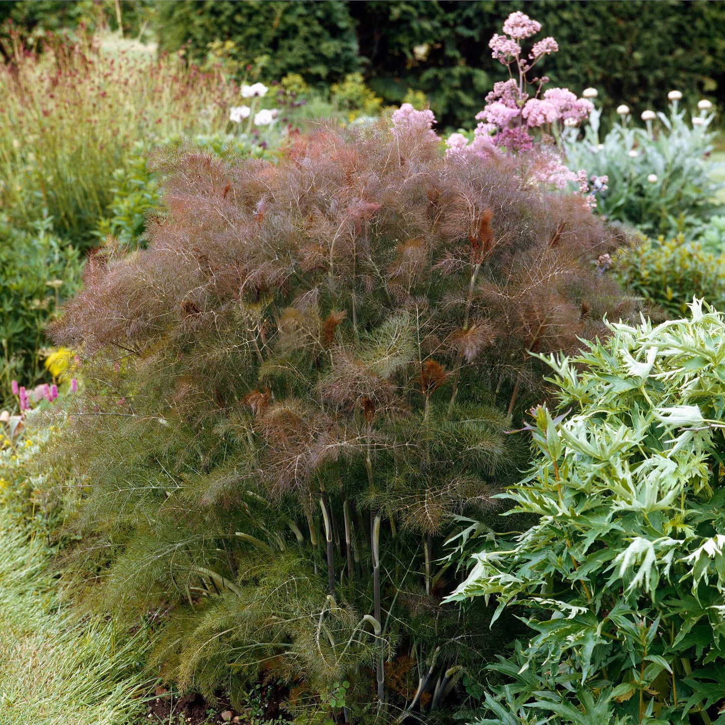 Fennel Smokey Bronze with dark burgundy feathery growth in the garden.