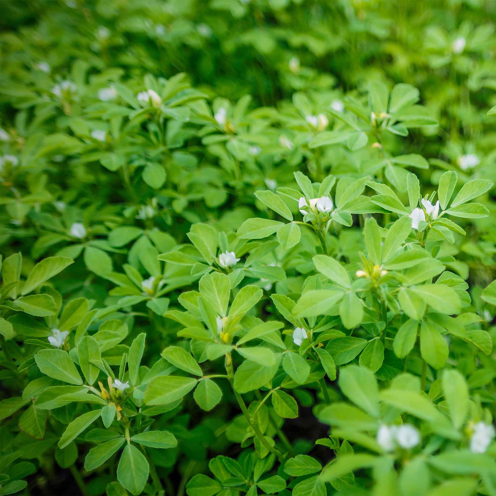 A close-up view of fenugreek plant, showing its lush, green leaves in the garden.