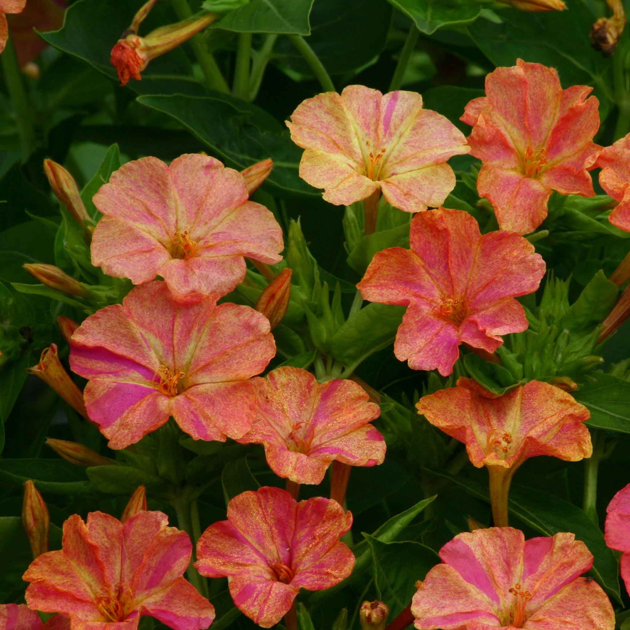 four oclock marbles yellow red