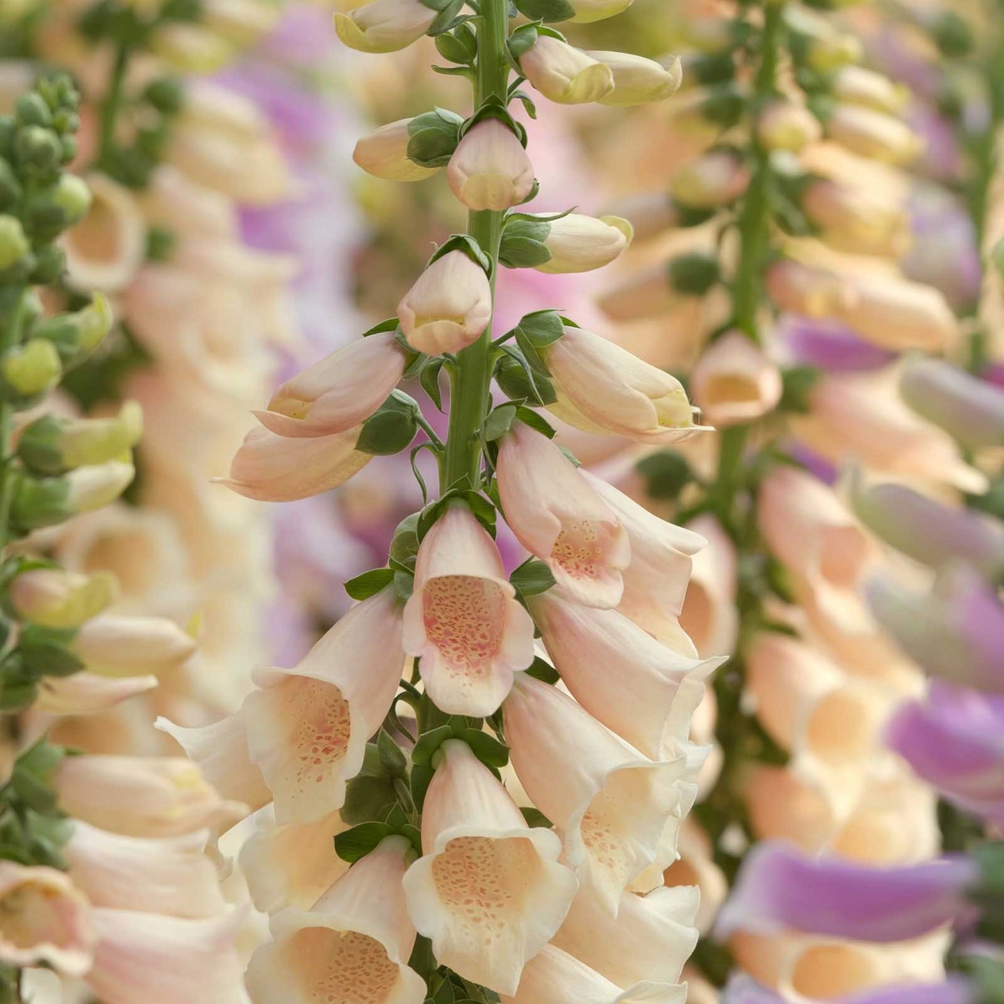 foxglove apricot beauty