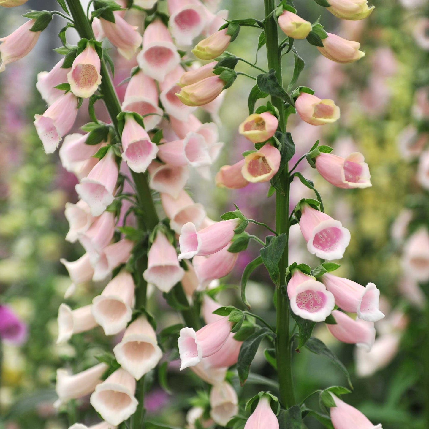 foxglove apricot beauty