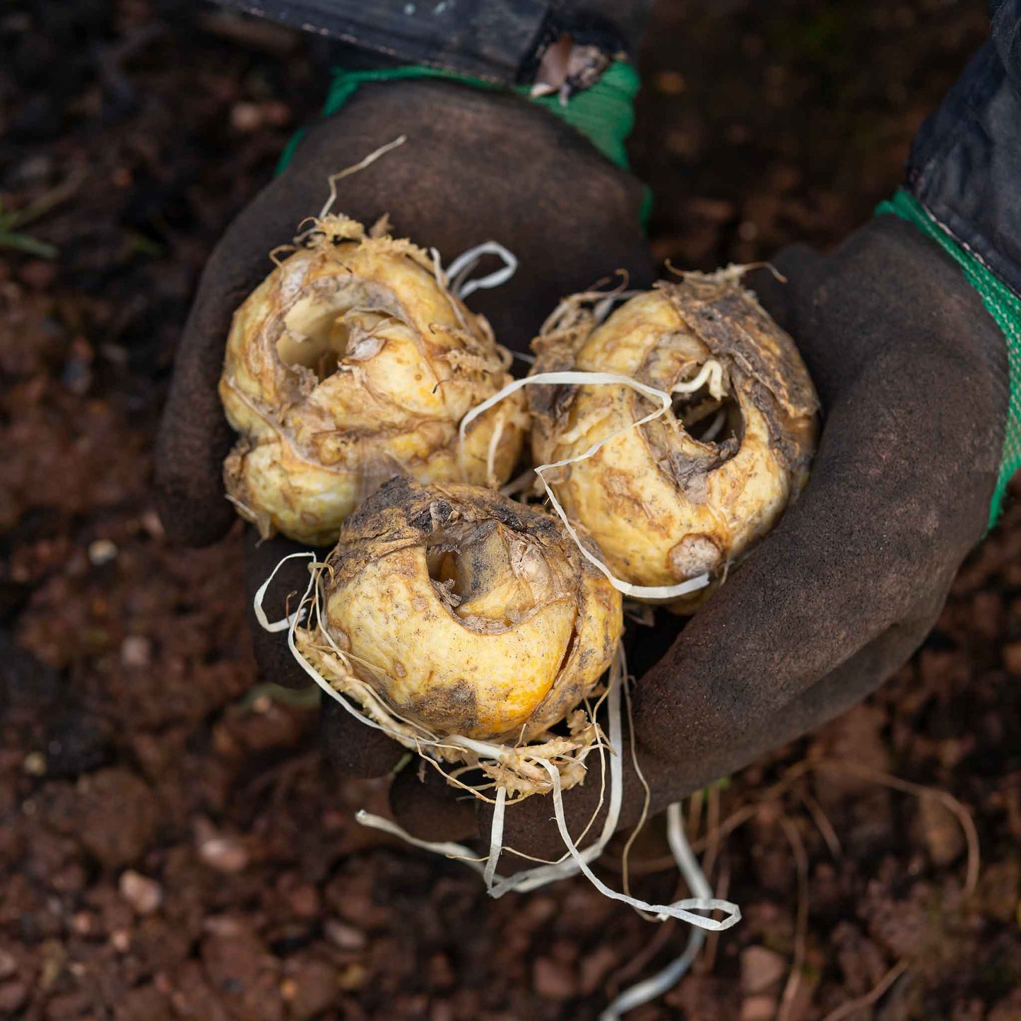 fritillaria bulbs