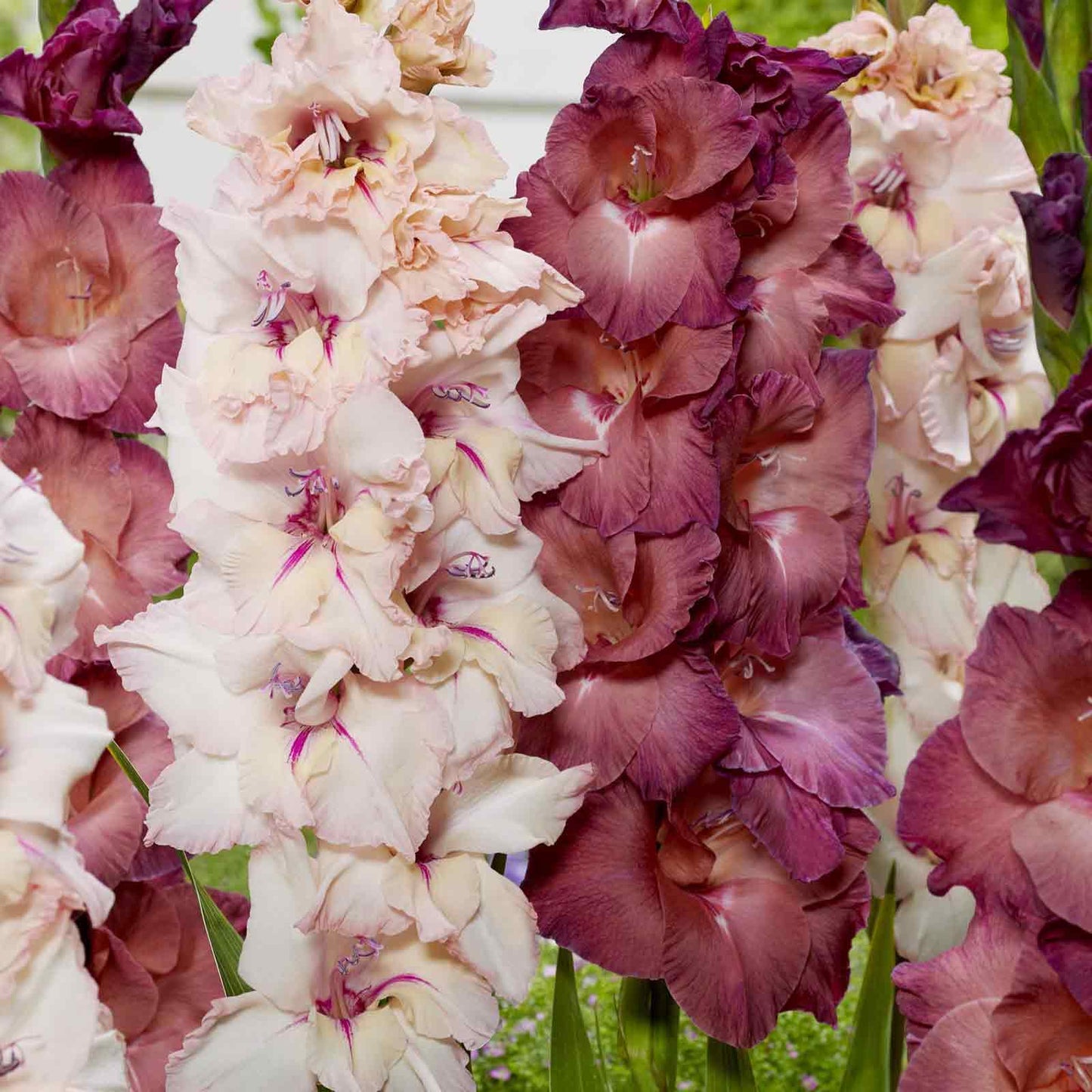 gladiolus pink haze mix