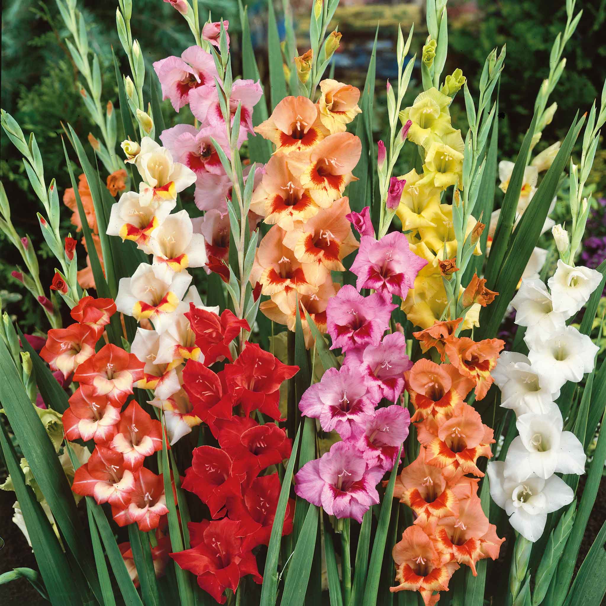 gladiolus butterfly mix