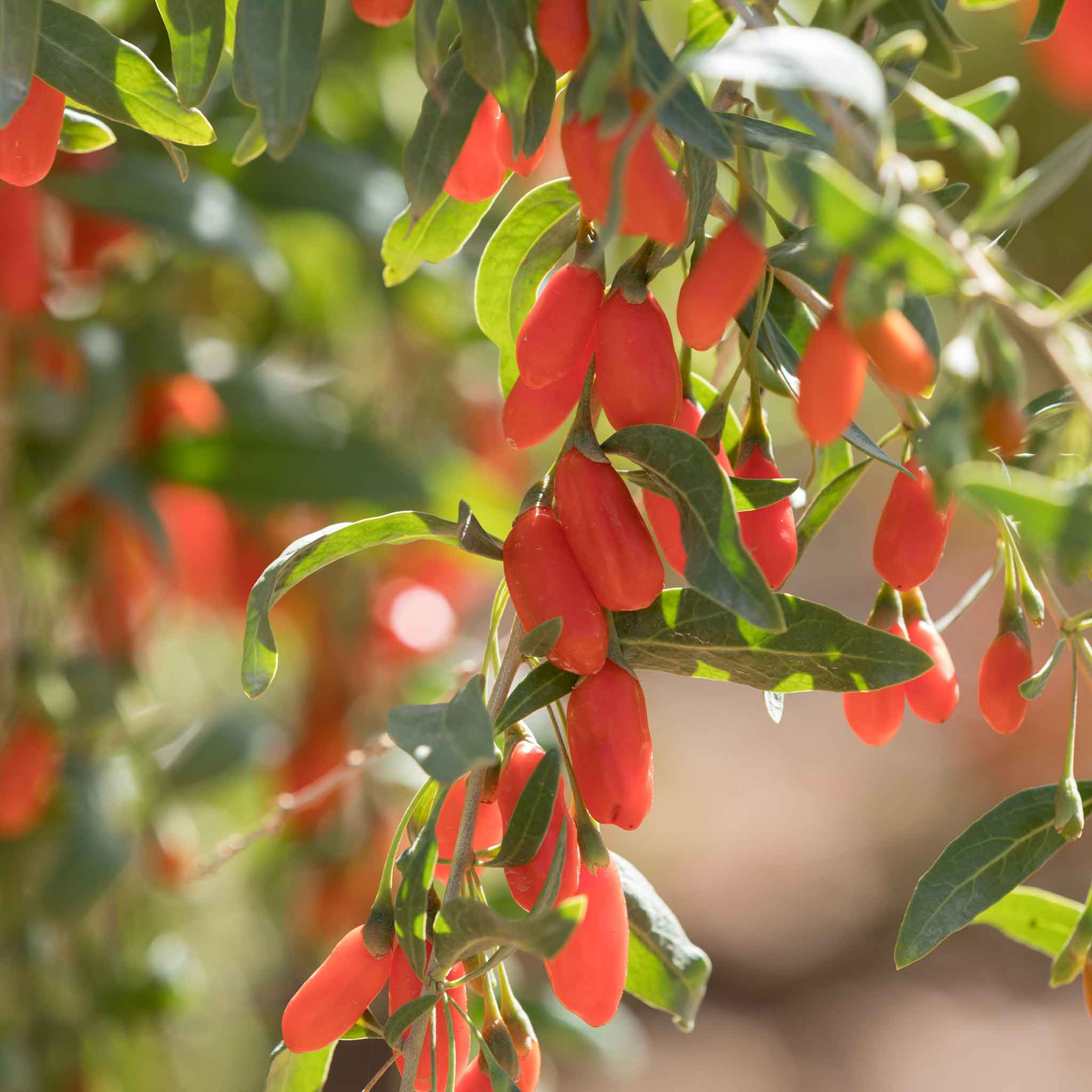 A close-up shot of small, red goji berries clustered on a branch, ready for harvest.
