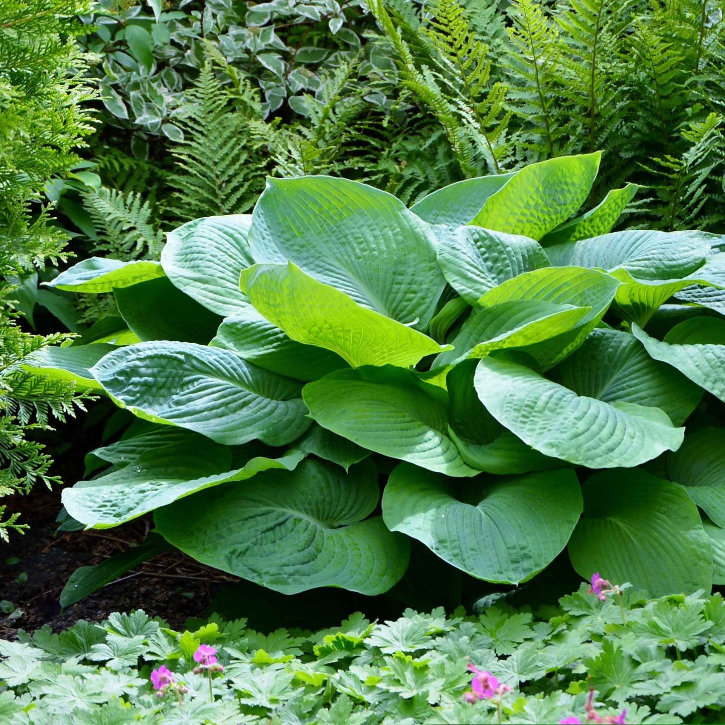 hosta giant mix