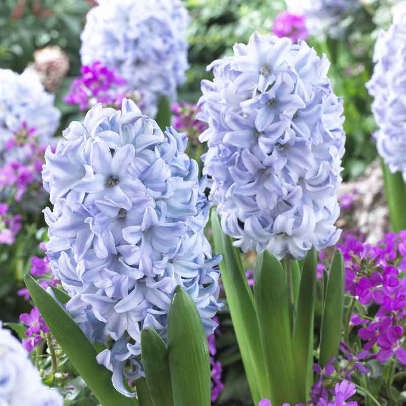 hyacinth sky jacket